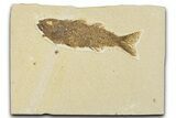 Uncommon Juvenile Fish Fossil (Mioplosus) - Wyoming #354058-1